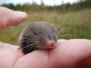 N short t shrew in hand-8